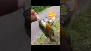 Some more good Bream action #fishing #fish #breamfishing