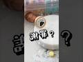 【ダイソー】ん？肉球スタンプよね？セパレートシーリング#シーリングスタンプ #シーリングワックス #Shorts