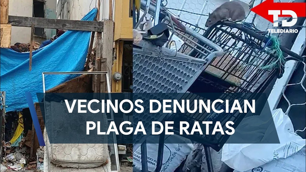 Plaga de ratas en vivienda de Guadalupe alarma a vecinos - YouTube
