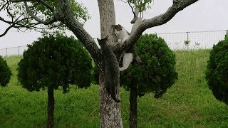 木の上で楽しそうに遊ぶ子猫兄弟