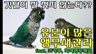 앵무새정보_유분이 많은 앵무새관리(feat. 코카투, 회색앵무 등 제외)