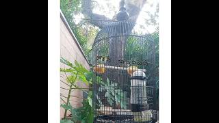 Download Lagu PANGGILAN SUARA PLECI UNTUK PIKAT!!!.. TONTON SAMPAI HABIS MP3