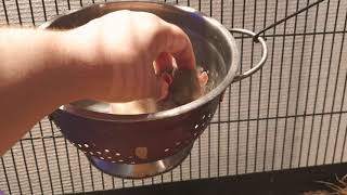 Rat video 20200730