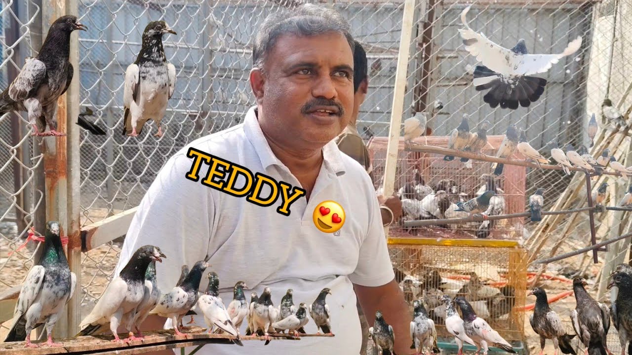 Top Quality TEDDY Kabootar 😍 Sale In india 🔥