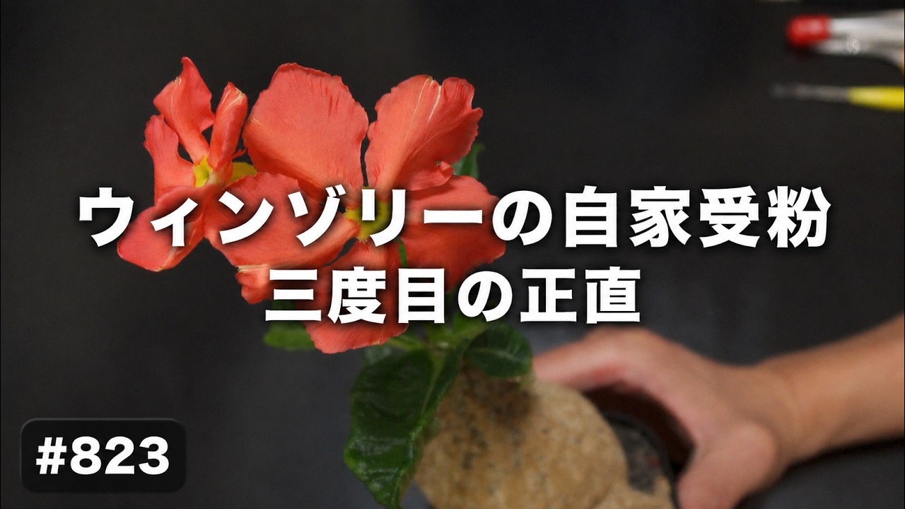 vlog: 823 「ゆる園芸 | パキポディウムウィンゾリー、三度目の正直な 