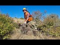 Anadolu&#39;da domuz avı. / Wild boar hunting in Anatolia