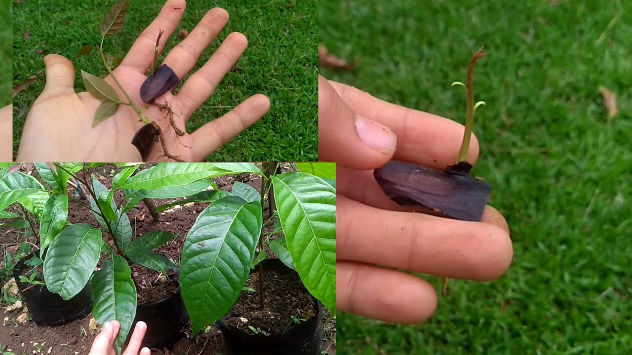 How to plant mahogany seeds in 2 ways YouTube