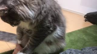 足踏みをする猫 ノルウェージャンフォレストキャットmark time.Norwegian Forest Cat.