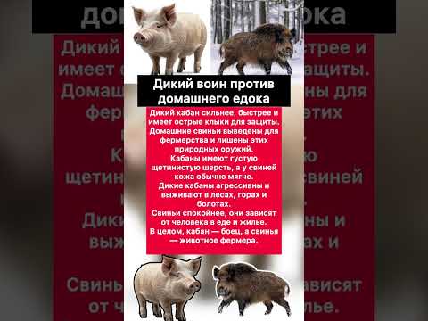 🐗 🐖 Дикий кабан против домашней свиньи #хочуфакты #интересное #животныешляйх #факты