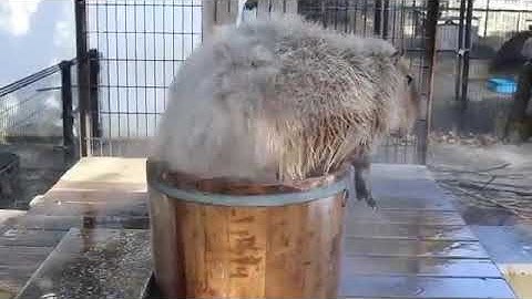 Capybara enters its spa bucket #shorts