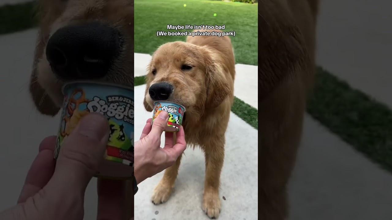 Rent a private dog park through Sniffspot