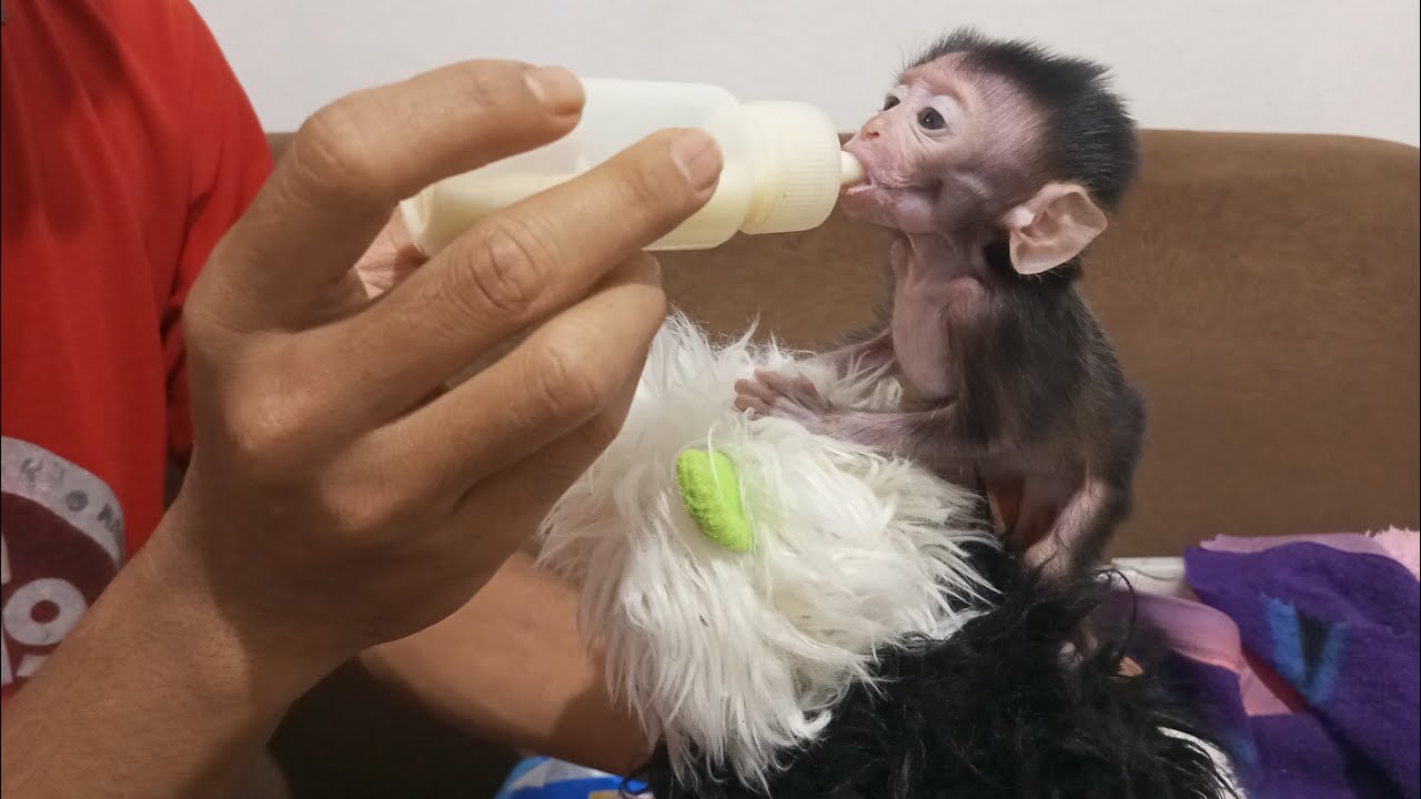 Посмотрите на этого маленького обезьянку, он уже хорошо реагирует на соску.