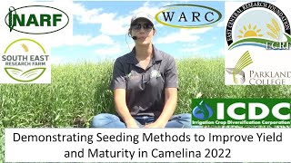 Demonstrating Seeding Methods to Improve Yield and Maturity in Camelina 2022