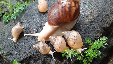The Unique incredible Locomotion of the snails colonies​ #Snails #SnailColony #AnimalLocomotion