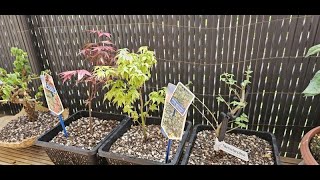 Balkonrundgang im PreBonsai Kindergarten