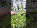 జపాన్‌లో మా చిన్న గార్డెన్ 🌱🇯🇵💚🧿