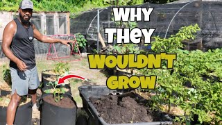 Why Fertilizers Aren't Always the Answer!