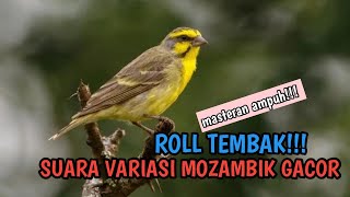 MOZAMBIK GACOR NGEROL NEMBAK PANJANG VARIASI | PANCINGAN DAN MASTERAN AMPUH!! #masteranburung