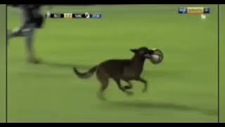 CACHORROS INVADINDO O GRAMADO /Perros en el campo de futbol