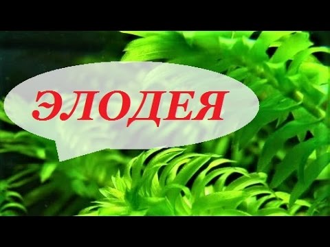 Элодея в аквариуме. Канадская, густолиственная, как сажать, под микроскопом, уход, размножение.