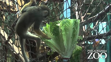 Squirrel monkey enrichment