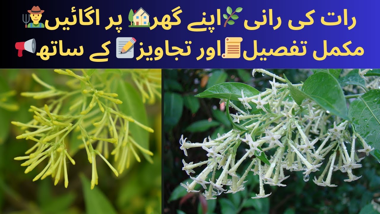 Raat ki Rani🌿Care|🙋🏻How to Grow🪴Night🌺Queen(Cestrum Nocturnum)|Raat Ki