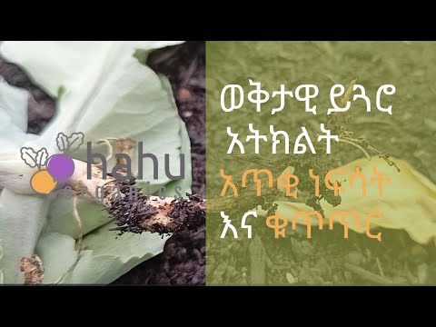 ቪዲዮ: አጥቂ የጓሮ አትክልት - ወራሪ እፅዋትን እንዴት እንደሚገድብ