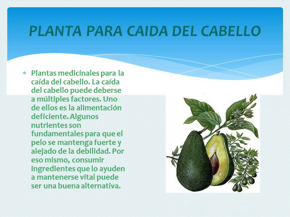 Plantas curativas para la caida del cabello Cortes de