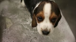 Puppy's First Bath!! | Beagle's First Bath
