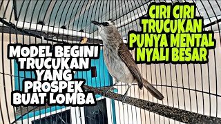 Ciri ciri trucukan punya mental nyali besar, model begini trucukan yang paling prospek buat lomba