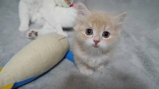 These kittens are so cute as they try to pounce on their toys and end up falling over...