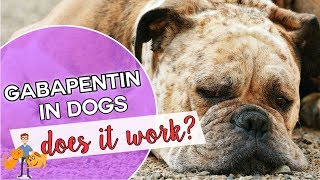 Gabapentin for dogs: is it a dog pain killer that works?