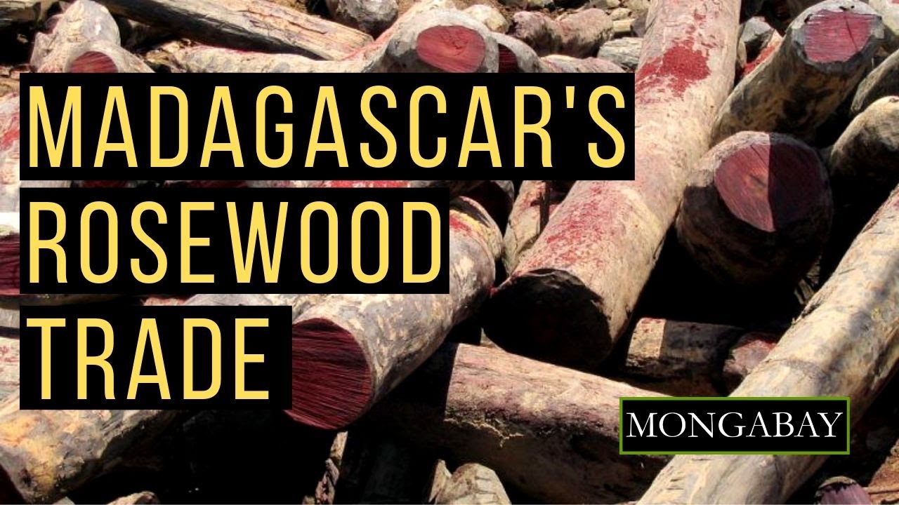 Madagascar Seeks to Sell Seized Stockpiles of Illegal Rosewood YouTube