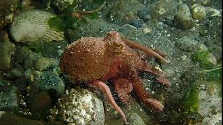 Pro Disengages From Second Pro And Moves Away