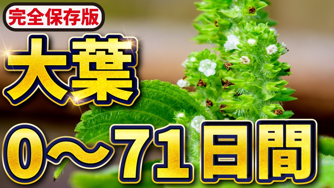 完全保存版】大葉の栽培！0~71日間【土づくり👉収穫まで】失敗しない