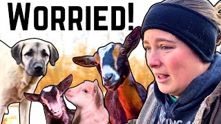 Our Livestock Guardian Dogs Meet The Baby Goats and it SCARED Me!!