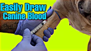 How to EASILY Draw Blood From Your Dog! Cephalic Vein Blood Collection