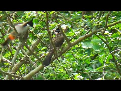 Video bẫy chim chào mào - youtube