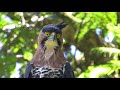 Águila Penachuda  | Ornate Hawk Eagle | Spizaetus Ornatus
