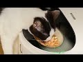 PETLIBRO Automatic Cat Feeder Wet Food Refrigerated New Upgraded APP Control