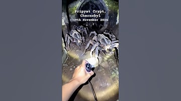 GIANT Spiders Lurking in Chernobyl