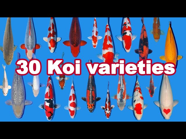 30 Koi Fish varieties, types and characteristics class=