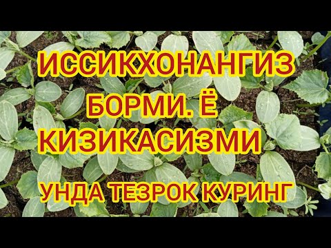 Video: Gullashdan Keyin Irisni Qanday Kesish Mumkin? Azizillo Va Ketish. Xiralashgan Irislarni Qachon Kesish Kerak? Barglari Va Gul Poyalarini Qanday Qilib To'g'ri Kesish Mumkin?