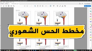 صور لمخطط الاحساس الواعي للطباعة علوم طبيعية للسنة الرابعة متوسط