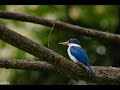 Calls of a collared kingfisher