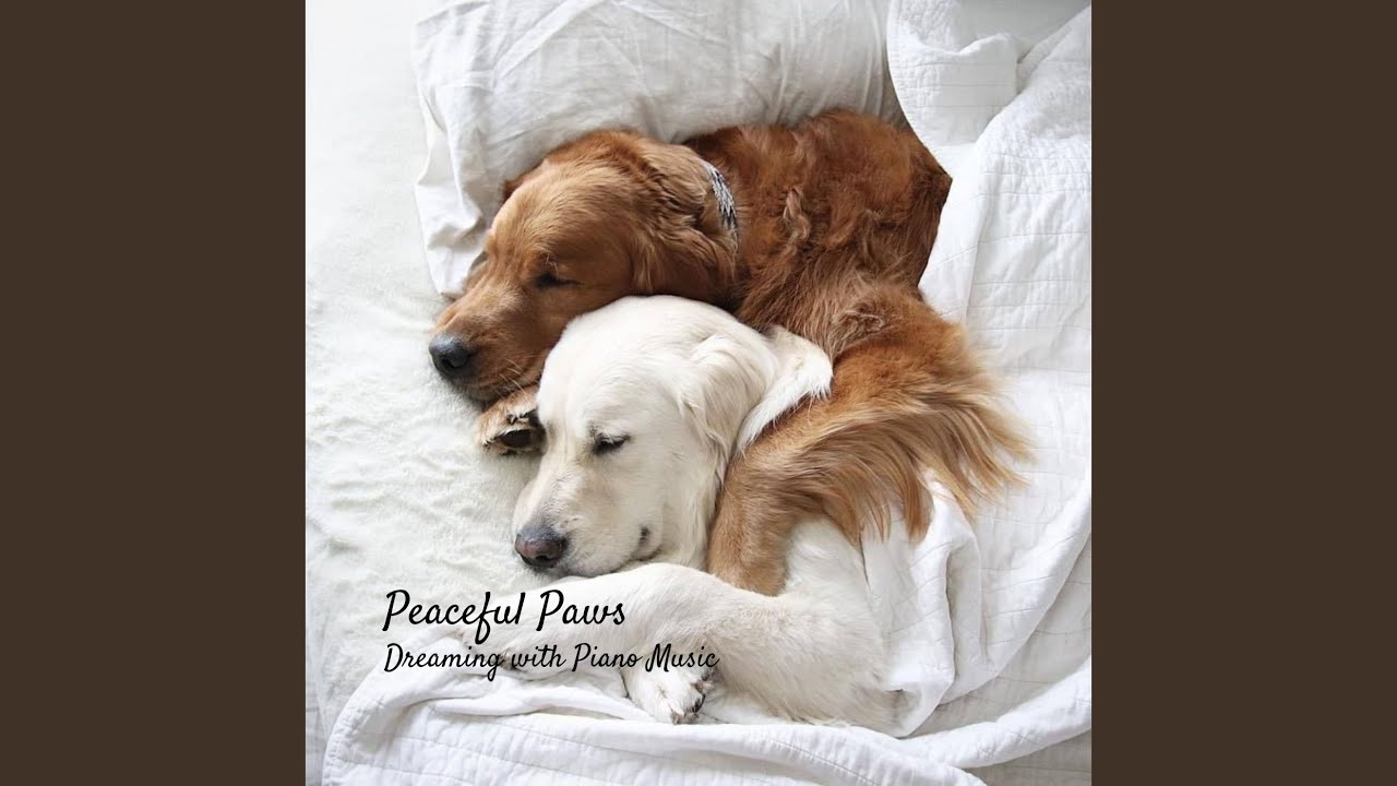 Щенок спит. Спящие щенки. Щенок спит. Спящие животные. Спящий песик.