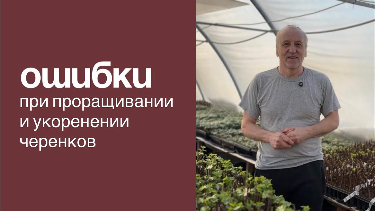 Ошибки при проращивании и укоренении черенков 