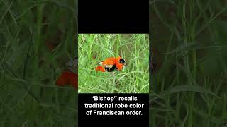 Northern Red Bishop (a.k.a. Orange Bishop) #birds #california