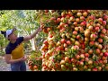  amazing  growing apples tree use watermelon with the latest and easy technology