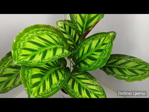 Video: Calathea Ir Lūgšanu Zieds